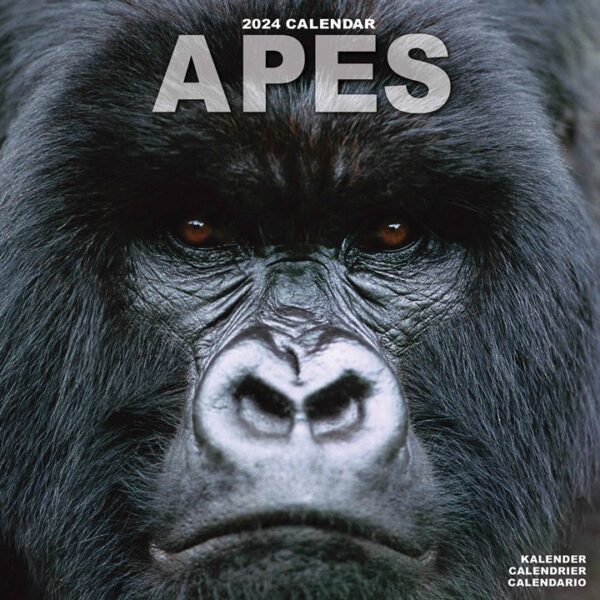 Apes Calendar 2024