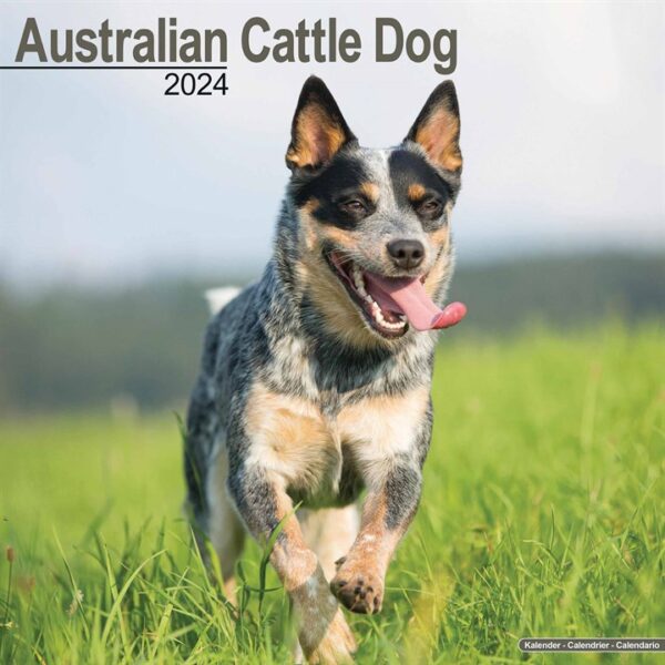 Australian Cattle Dog Calendar 2024