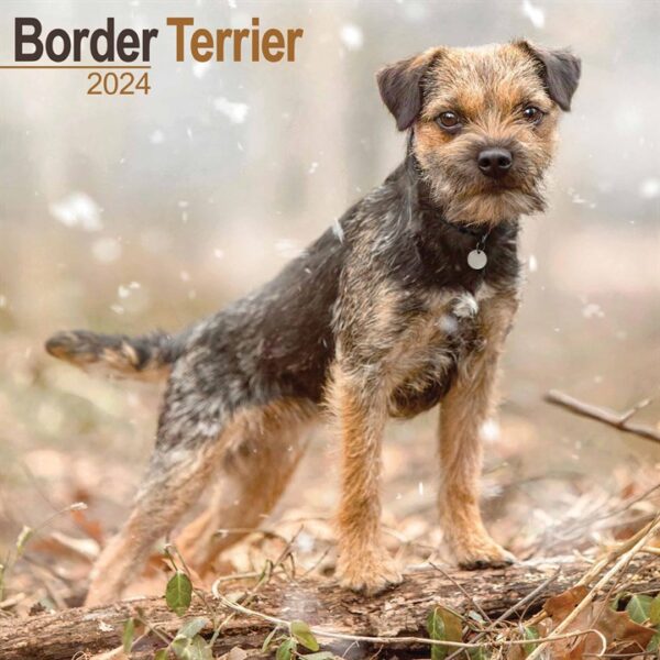 Border Terrier Calendar 2024