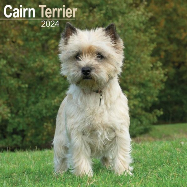 Cairn Terrier Calendar 2024