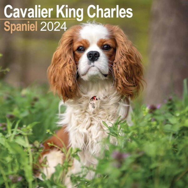 Cavalier King Charles Spaniel Calendar 2024 Calendars Store