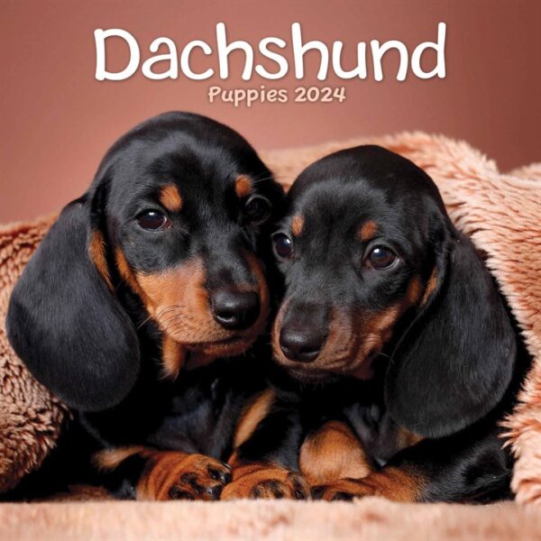 Dachshund Puppies Mini Calendar 2024