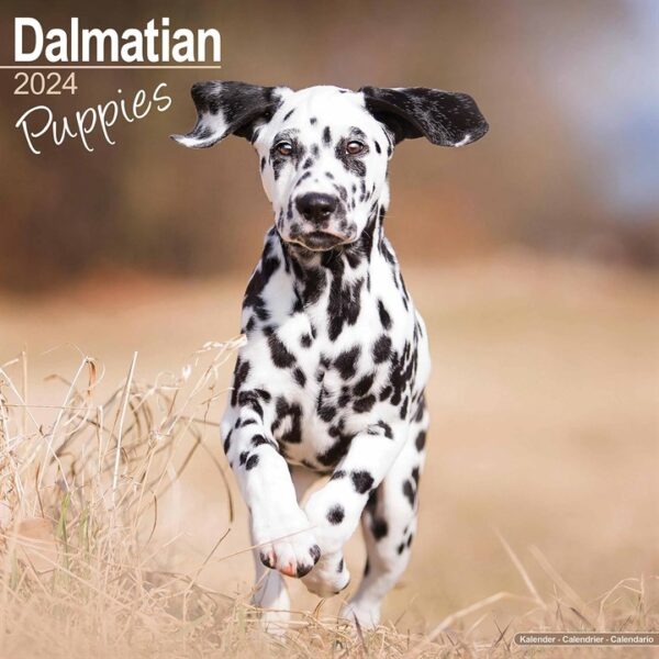 Dalmatian Puppies Calendar 2024