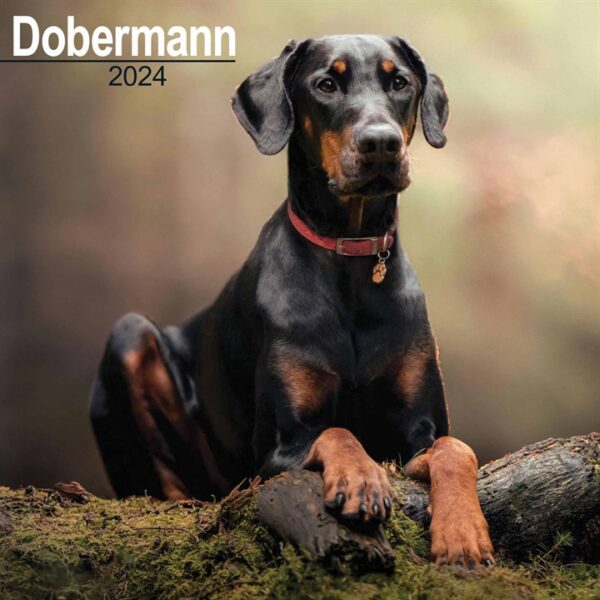 Dobermann Calendar 2024