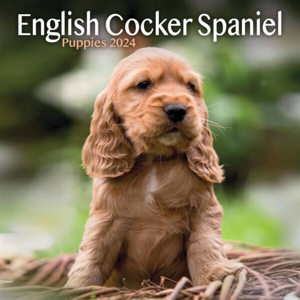 English Cocker Spaniel Puppies Mini Calendar 2024