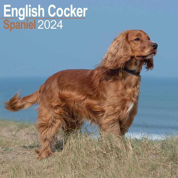 English Cocker Spaniel Calendar 2024 Calendars Store