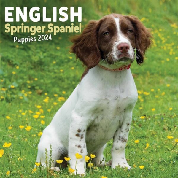 English Springer Spaniel Puppies Mini Calendar 2024