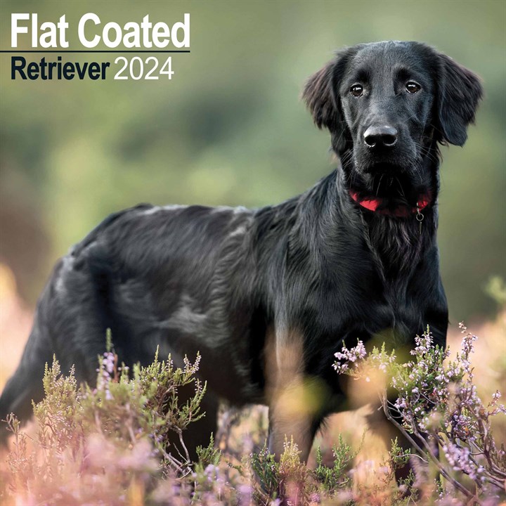 flatcoated-retriever-calendar-dog-breed-pet-prints-inc