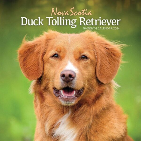 Nova Scotia Duck Tolling Retriever Calendar 2024