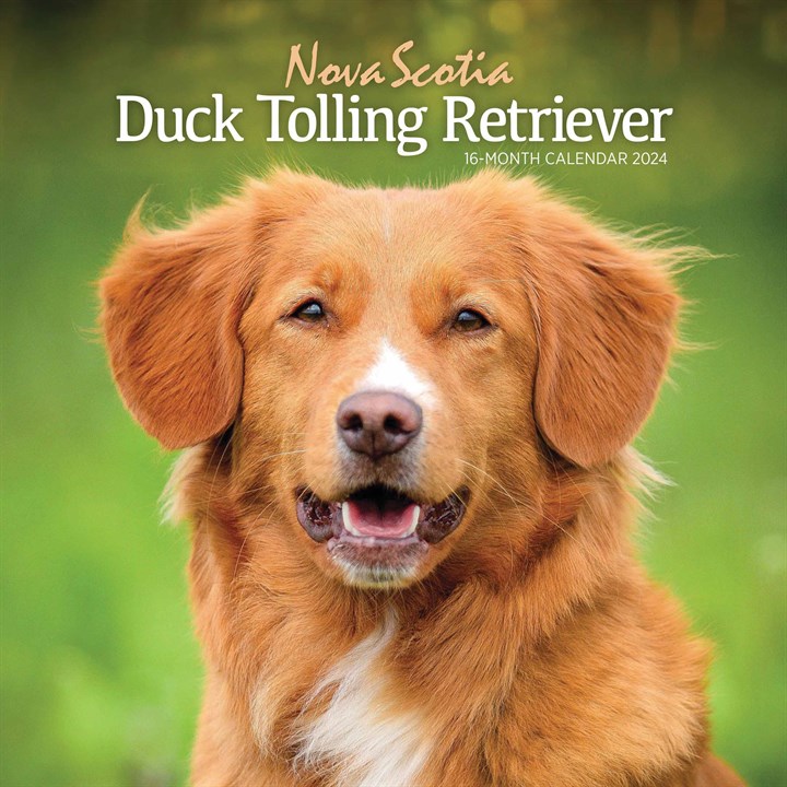 Nova Scotia Duck Tolling Retriever Calendar 2024 Calendars Store