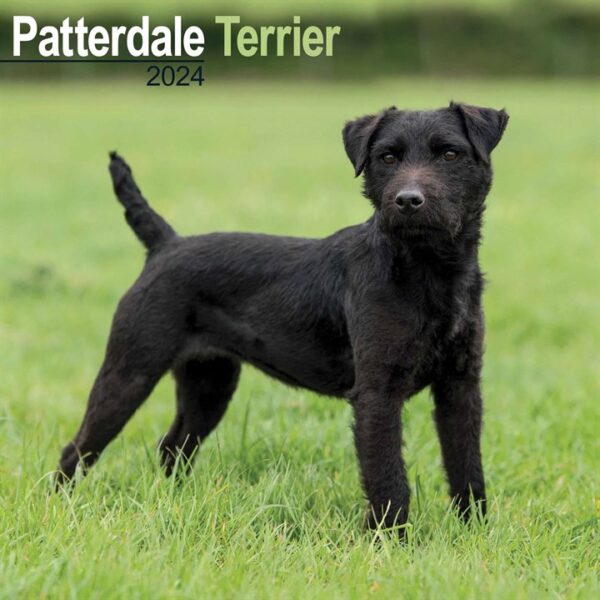 Patterdale Terrier Calendar 2024