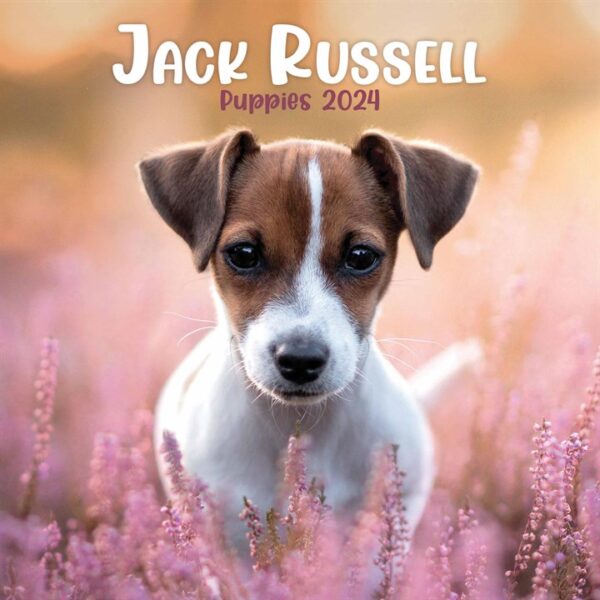 Jack Russell Puppies Mini Calendar 2024