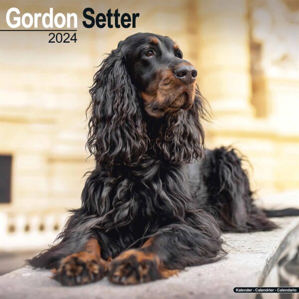 Gordon Setter Calendar 2024