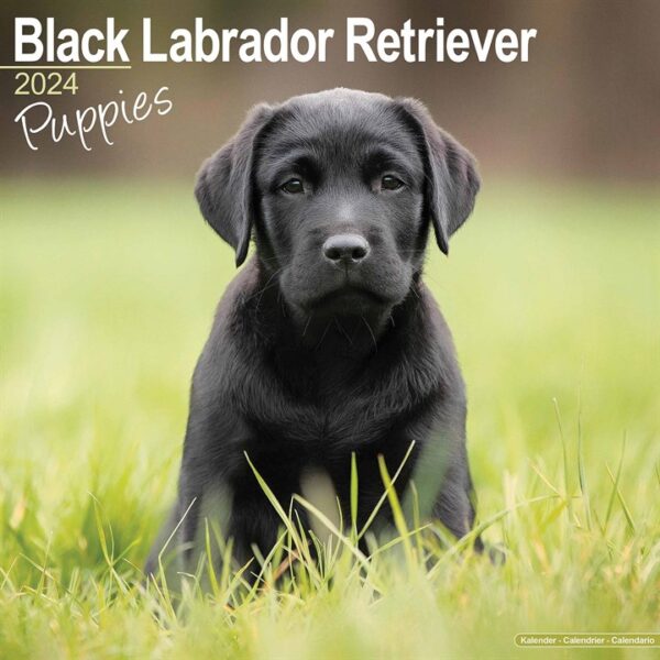 Black Labrador Retriever Puppies Calendar 2024