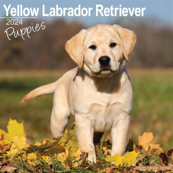 Yellow Labrador Retriever Puppies Calendar 2024