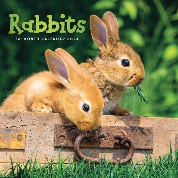 Rabbits Calendar 2024