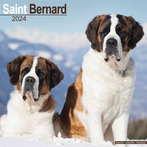 Saint Bernard Calendar 2024