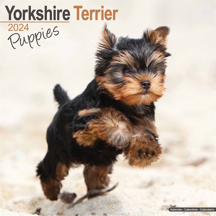315666 Yorkshire Terrier Puppies Calendar Main 