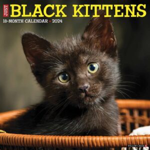 Just Black Kittens Calendar 2024