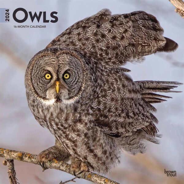 Owls Calendar 2024