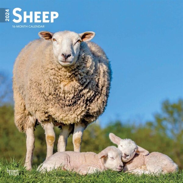 Sheep Calendar 2024