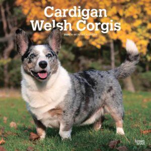 Cardigan Welsh Corgis Calendar 2024