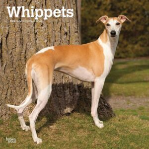 Whippets Calendar 2024