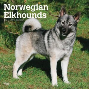 Norwegian Elkhounds Calendar 2024
