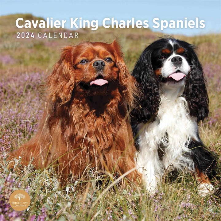Cavalier King Charles Spaniels Calendar 2024 Calendars Store