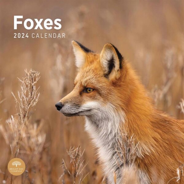 Foxes Calendar 2024