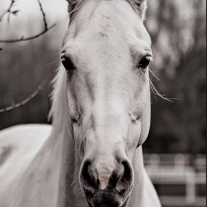 2025-2026: Horse Pocket Calendar black: 2 Year Monthly Planner January 2025 To December 2026 For Purse