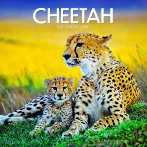 Cheetah 2025 Calendar: A Year of Speed, Grace, and Power – Stunning Images of Cheetahs in the Wild