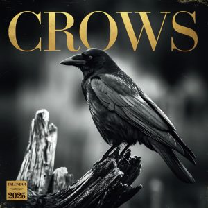 Crows Calendar 2025: A Year of Intelligent Beauty: Celebrating the Mystery and Intelligence of Crows