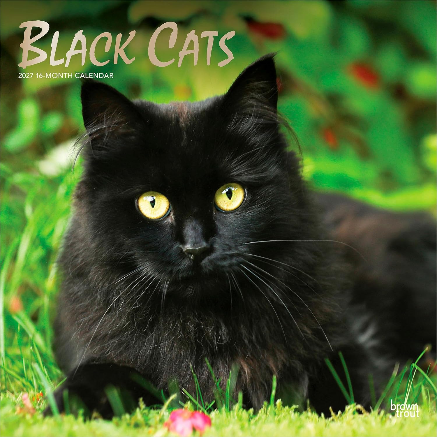 Black Cats | 2027 12 x 24 Inch (Hanging) Monthly Square Wall Calendar | Foil Stamped Cover | Plastic-Free | BrownTrout | Animals Kittens Feline